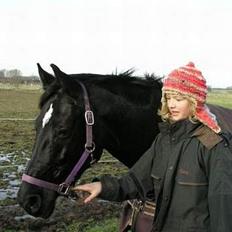 Dansk Varmblod Scarlet