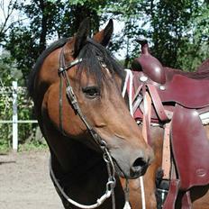 Anden særlig race Casino *himmel hest*