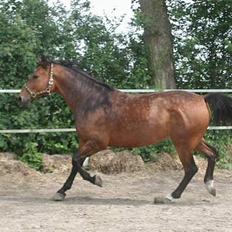 Anden særlig race Casino *himmel hest*