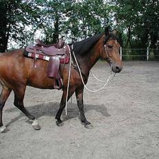 Anden særlig race Casino *himmel hest*