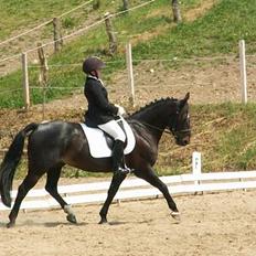 Irsk Sportspony Ardfield  Woodie - solgt 