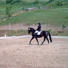 Irsk Sportspony Ardfield  Woodie - solgt 