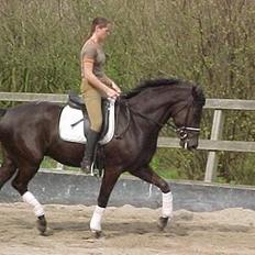 Anden særlig race Westhill´s Turlington 