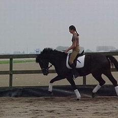 Anden særlig race Westhill´s Turlington 