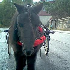 Shetlænder Lill-Patrik (solgt)