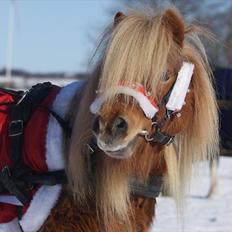 Shetlænder Lindholms Trille R.I.P :'(