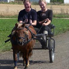 Shetlænder Lindholms Trille R.I.P :'(