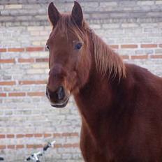 Traver Barske Bangsbo