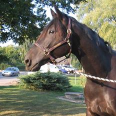 Trakehner Essens R.I.P min smukke..