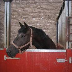 Trakehner Essens R.I.P min smukke..