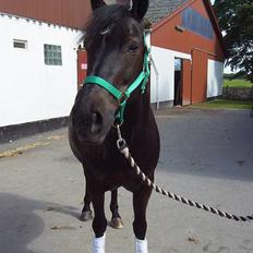 Connemara Blackie ..