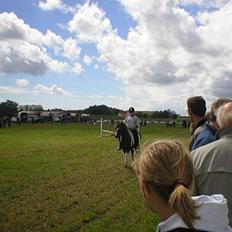 Islænder Tjaldur fra Gudenådalen