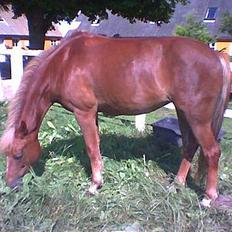 New Forest Simone (solgt)