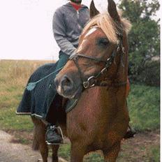 New Forest Simone (solgt)