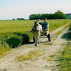 Fjordhest Jenni Mølbak