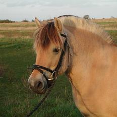 Fjordhest Møllehøjens Gitte - (død)