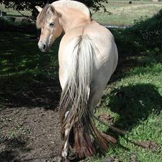 Fjordhest Møllehøjens Gitte - (død)