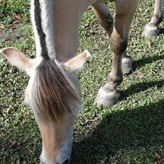 Fjordhest Møllehøjens Gitte - (død)