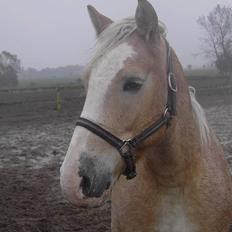 Haflinger Aalekrogens Stafet*SOLGT*