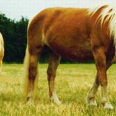 Haflinger Aalekrogens Stafet*SOLGT*