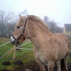 Fjordhest Charlie...Død..