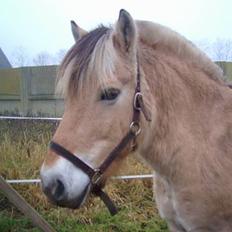 Fjordhest Charlie...Død..