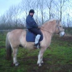 Fjordhest Charlie...Død..