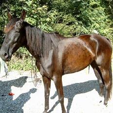 Traver Girl Of Beauty"Afdød"