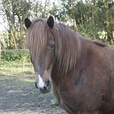 Islænder Neisti fra Essendrup død