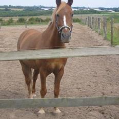 Welsh Pony (sec B) Martinique