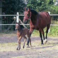 Fuldblod (XX) Savannah*solgt*