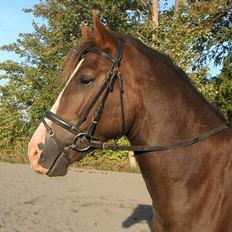 Welsh Cob (sec D) Cæsar (T`s Twillight)