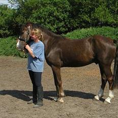 Welsh Cob (sec D) Cæsar (T`s Twillight)