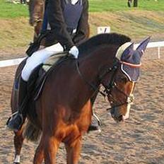 Dansk Varmblod Senta