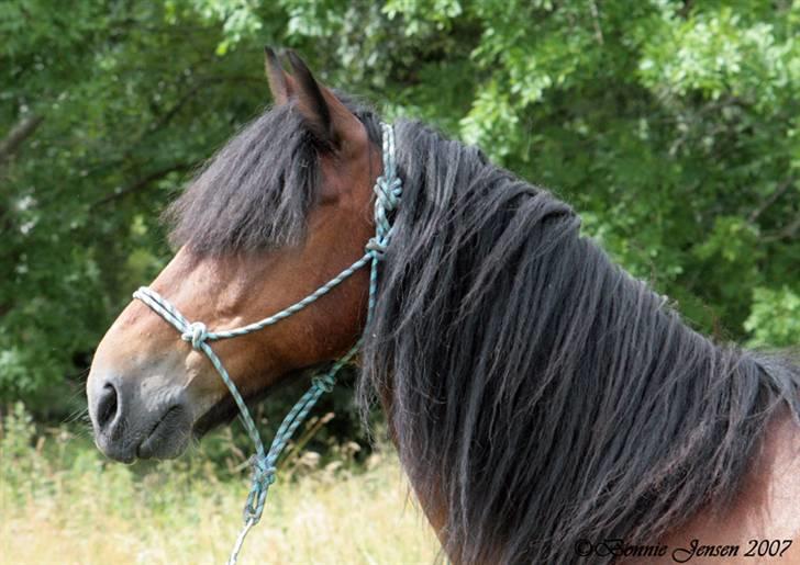 Welsh Cob (sec D) Pinocchio*R.I.P 21/2 2011 - 09/07-07 billede 3