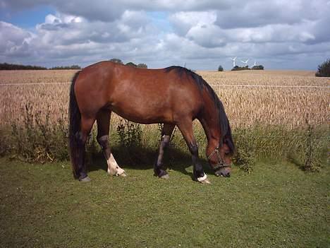 Welsh Cob (sec D) Dorthealyst Chocolate Kis - Kiss på folen i juli måned! billede 10