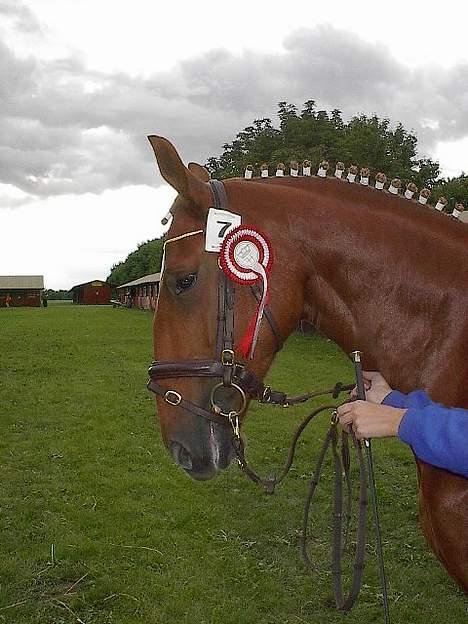 Frederiksborg Engkildegårds Purse - Kåring 2003. Jubii...det lykkes. Purse kom ind i første klasse. billede 5