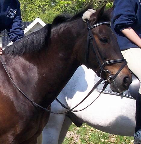 Anden særlig race † Katrinebjergs Kreon <3 - åhh verdens dejligste pony! se bare hvor smuk han er. <3 [Sommer-Efterår 2004] billede 1