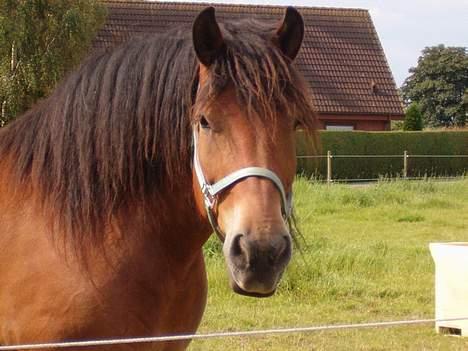 Belgier Samson - Foldbillede 2004 billede 5