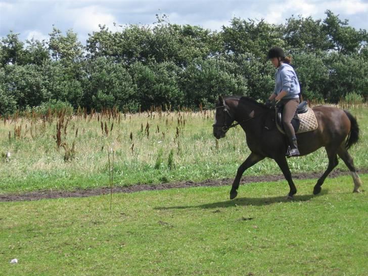 Connemara Frederik af Tinghøjgård - 5 år billede 6