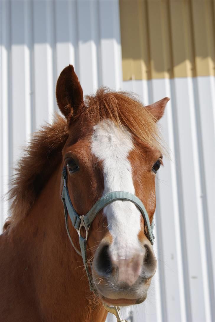 Anden særlig race Rosenkildes Cicero billede 12
