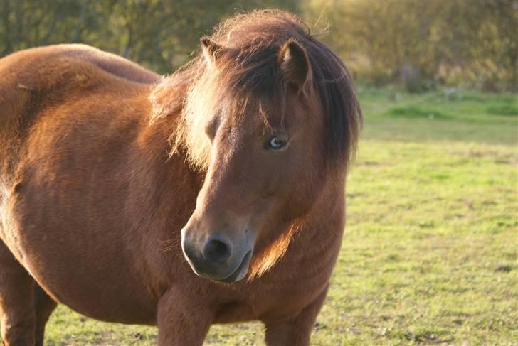 Anden særlig race StellaBella - *nyt* billede 1