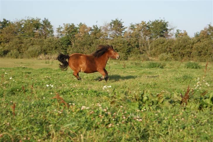 Anden særlig race StellaBella - *nyt* billede 2