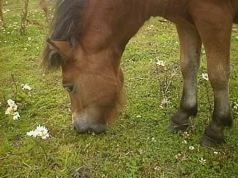 Anden særlig race StellaBella billede 3
