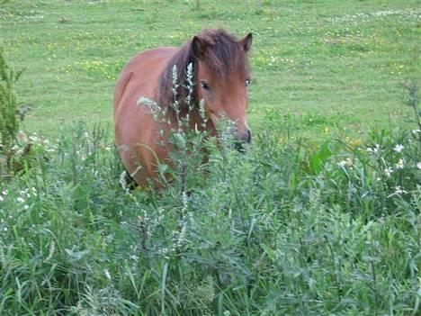 Anden særlig race StellaBella billede 4
