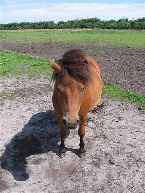 Anden særlig race StellaBella billede 5