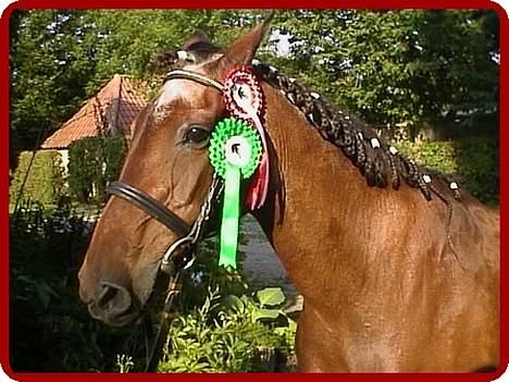 Anden særlig race Rollo † 2004 † - Rollo efter vores første stævne, her var hun 33 år gammel. billede 1