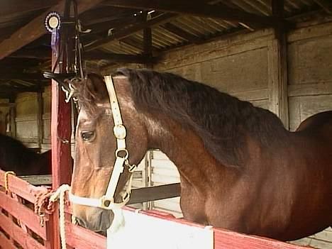 Anden særlig race Rollo † 2004 † - Rollo til børnedyreskue. Hun var helt oppe og køre og elskede det :) billede 3