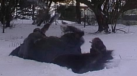 Anden særlig race Rollo † 2004 † - En dejlig rulletur i sneen! Er taget lidt før hun blev aflivet :´( billede 4