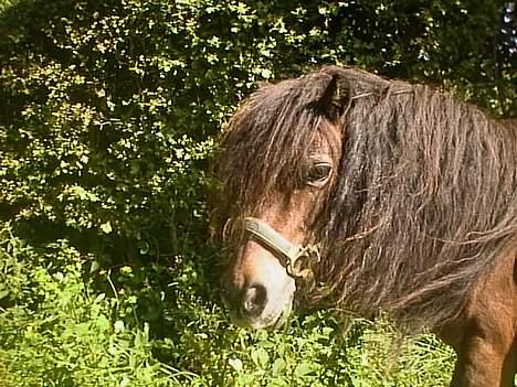 Anden særlig race Marie † 2005 † - Marie med hendes lange man. Den bliver virkelig lang og tyk - her er den ikke så stor som den plejer. billede 1